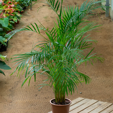 Areca Palm